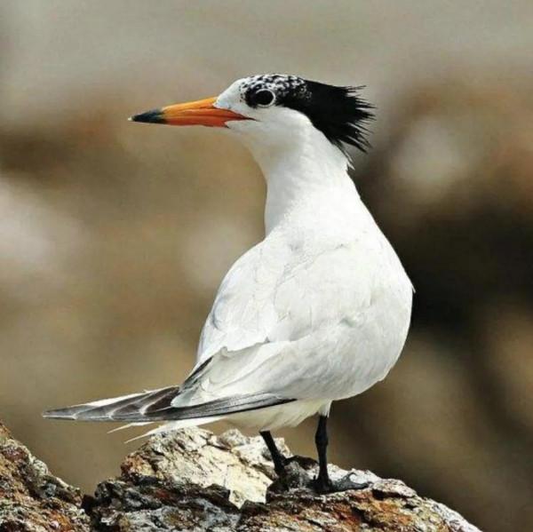 鳥的世界 鳥的天堂