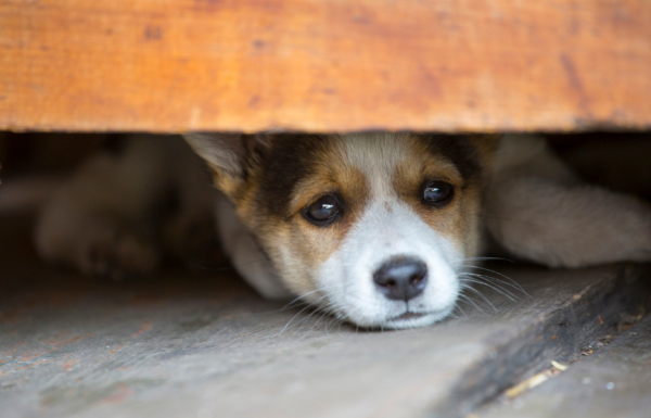 注意！狗子“抑鬱”的7大症狀，主人趕緊幫幫它吧