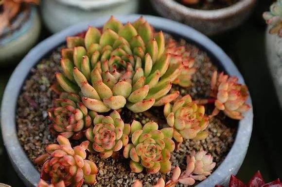 多肉冰河世紀，集2種多肉的優秀基因於一身，好養又耐看