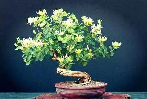 書房養盆金銀花，既有書氣，又有香氣，更有財氣