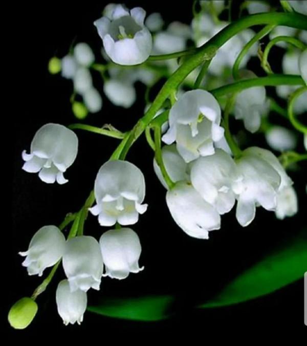 鈴兒響叮噹，迷你三胞胎：風鈴草，鈴蘭，鈴鐺花。你能分清嗎？