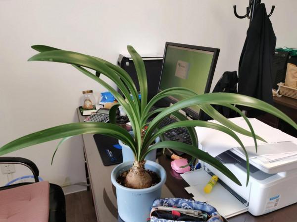 我的朱頂紅(二) 我的朱頂紅(二)