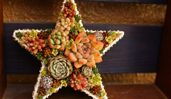 12月養多肉“拼盤”，套個“小罩子”，葉片照舊肥美多彩，惹人愛