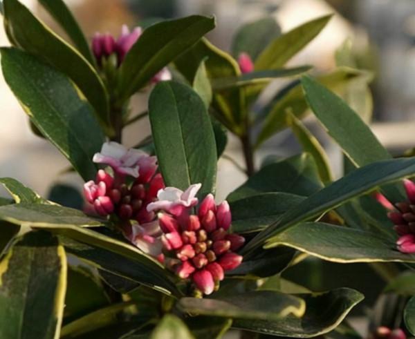 網購到金邊瑞香花，想要不打蔫，成活快，教你正確操作步驟