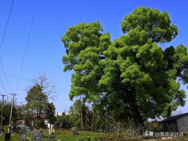 我的村子——桐木塘 我的村子——桐木塘