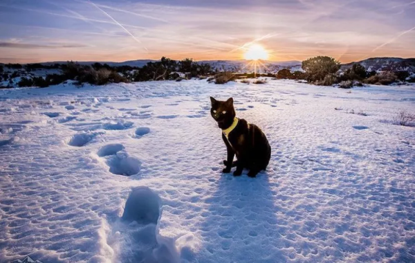 羨慕了！國外網友旅行時撿到一隻流浪貓，貓咪從此開始環遊世界