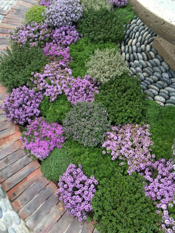 7種最好用的地被植物：豐富花境花園色彩，控制雜草