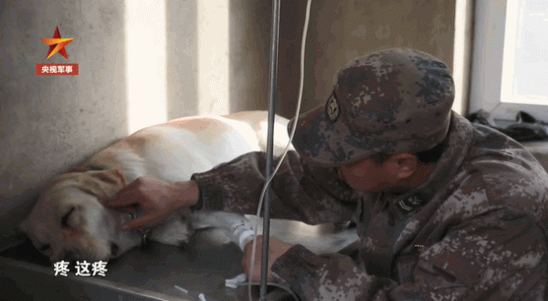 英雄離去，功勳軍犬患癌即將離世，鐵骨軍人懷抱愛犬痛哭流淚