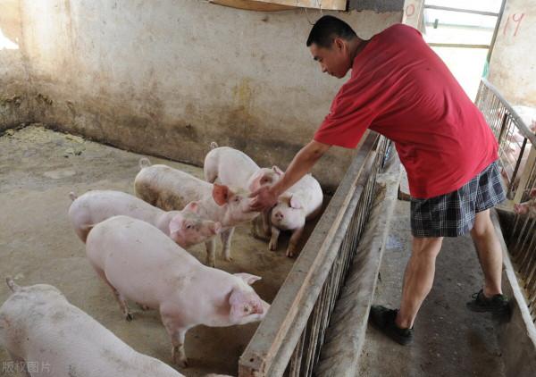今年養殖戶賭運氣，希望能夠掙大錢，結果大家都賭輸了