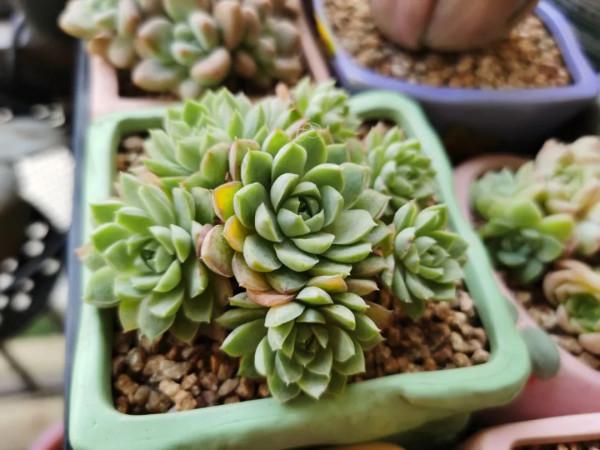 感謝遇見——在彼此的生命裡丰姿綻放