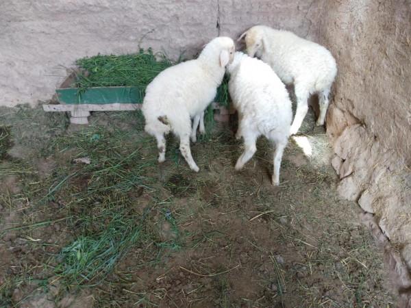 養殖山羊賺錢還是養殖綿羊賺錢?弄清5點疑惑,才能得出結論 養殖山羊賺錢還是養殖綿羊賺錢?弄清5點疑惑,才能得出結論