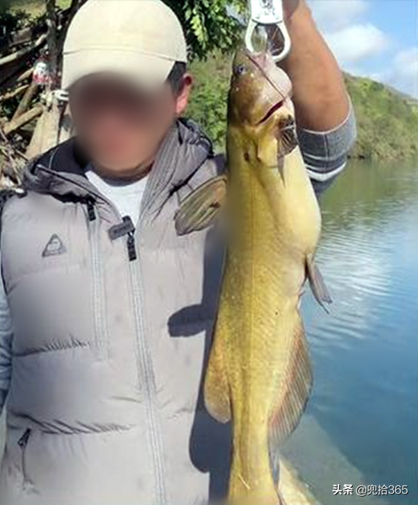 成精了！廣西一男子戶外野釣，罕見收穫半米長的“巨型黃顙魚”