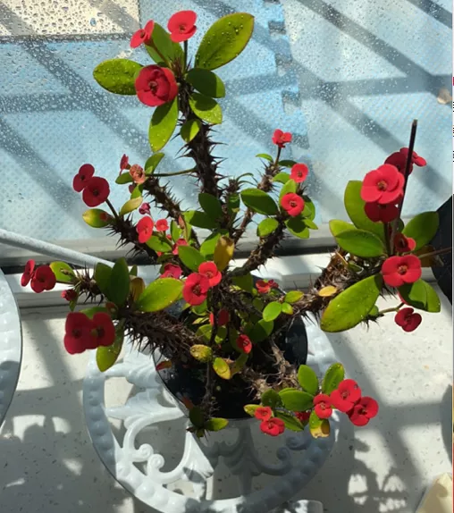 10種花,小盆“擠著養”,不爛根,植株旺,花苞突突冒 10種花,小盆“擠著養”,不爛根,植株旺,花苞突突冒