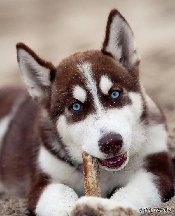 養這5種狗太費錢了，天生就有“缺陷”，尤其是二哈