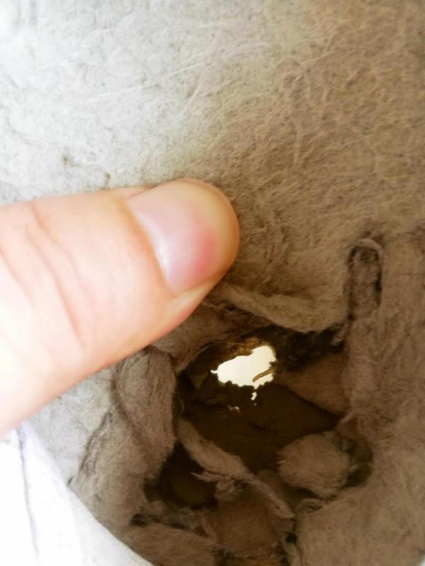 十年太極十年悟