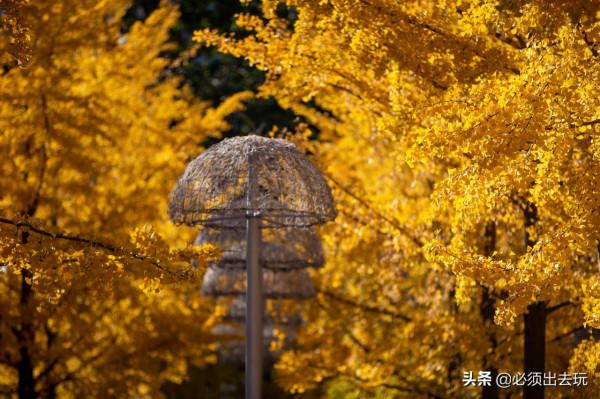 奧林匹克公園的這片銀杏，真的是值得專程前往