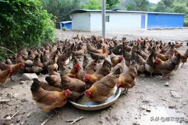 農村這個優良土雞品種,肉細味鮮,前景可觀,是廣西四大名雞之一 農村這個優良土雞品種,肉細味鮮,前景可觀,是廣西四大名雞之一