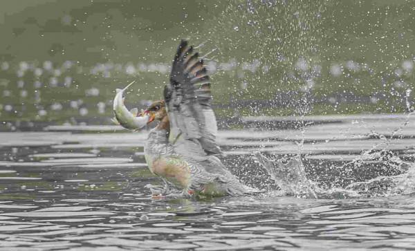 婺源樂安江上的中華秋沙鴨（2021.12.9）