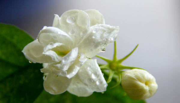 冬季養茉莉，5個“規則”，個個是“重點”，照著做，來年開花好