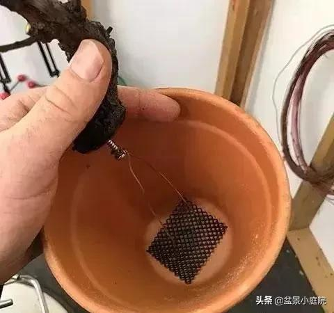 老枝扦插迅速獲取成品盆景的秘密