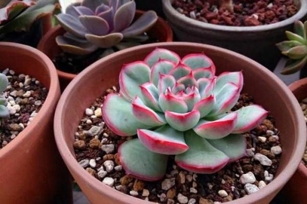 這四種多肉適合新手養，做好控養就能大變樣，普貨養出&OpenCurlyDoubleQuote;高階感&rdquo;