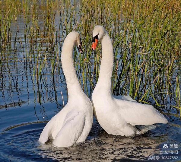 忠貞不渝 恩愛夫妻 文/濤聲依舊
