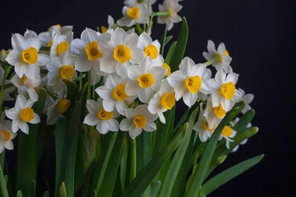 凌波仙子——水仙花