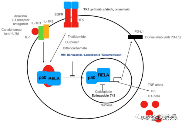 解析NF-κB訊號通路