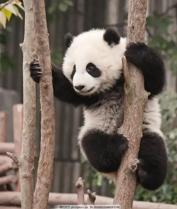 國寶“大熊貓”國家一級保護動物，這也太萌了吧