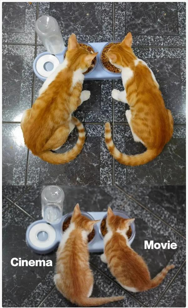 《養貓那些事兒》，笑不活了家人們