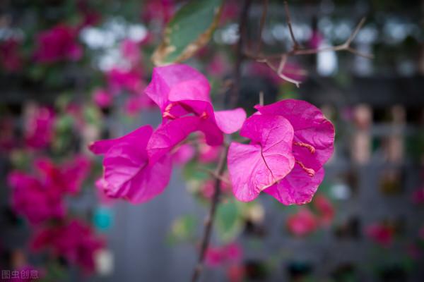 7種花草自帶“抗體”，不容易生病蟲害，是真正的“省心”花