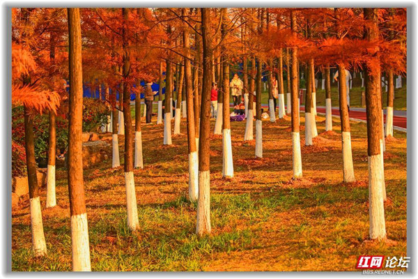 株洲萬豐湖溼地公園的水杉紅了,這自帶濾鏡的畫面也太美了 株洲萬豐湖溼地公園的水杉紅了,這自帶濾鏡的畫面也太美了