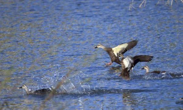 我與斑嘴鴨的情緣
