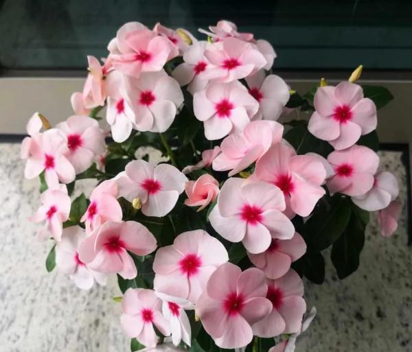 陽臺養三種花，連續開花300天，真美真簡單