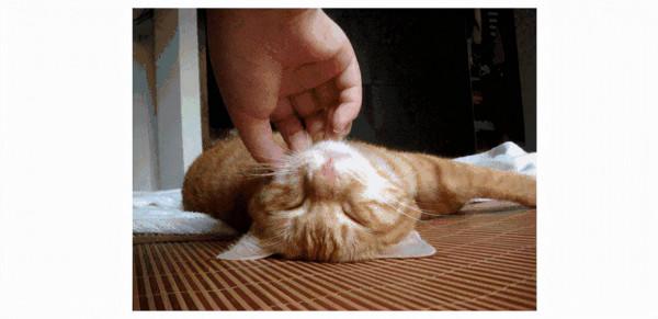 貓願意讓你擼的幾種情況你知道嗎？小貓還是很願意讓你擼的