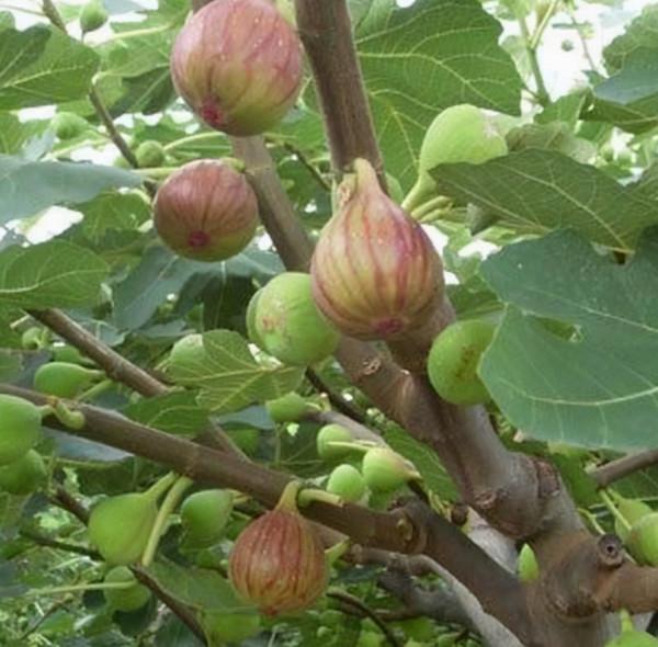 九月養無花果，避開這“三怕”，遇水瘋長，獨苗養成碩果小盆栽