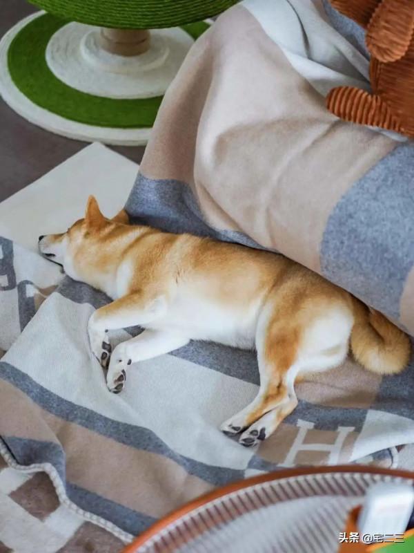 恐婚？不存在的，95後小紅書博主打造焦糖色的&OpenCurlyDoubleQuote;四口之家&rdquo;