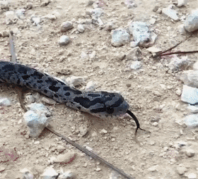 這些可愛且有趣的蛇類，你都認識多少？會將它們作為寵物飼養嗎