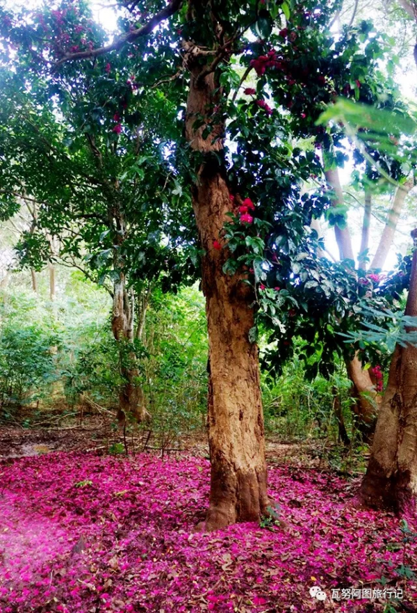 諾和西海的粉色邂逅