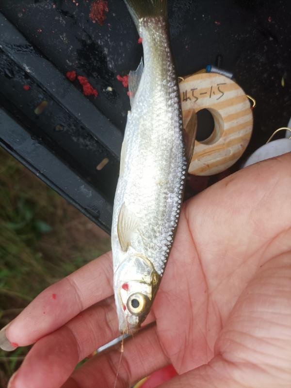 庫釣時被李大爺“欺騙”,釣了兩條鯽魚撿了兩枚鴨蛋,白條倒是連竿了 庫釣時被李大爺“欺騙”,釣了兩條鯽魚撿了兩枚鴨蛋,白條倒是連竿了