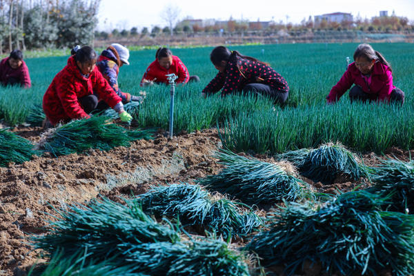 河南光山：小香蔥喜獲豐收