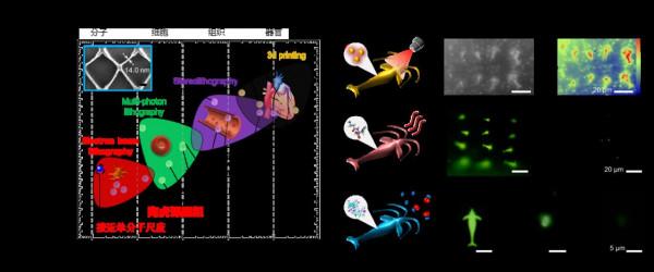 用蛛絲製作光刻膠，實現分子級精度真三維奈米功能器件直寫