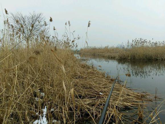 觀垂釣（詩歌）