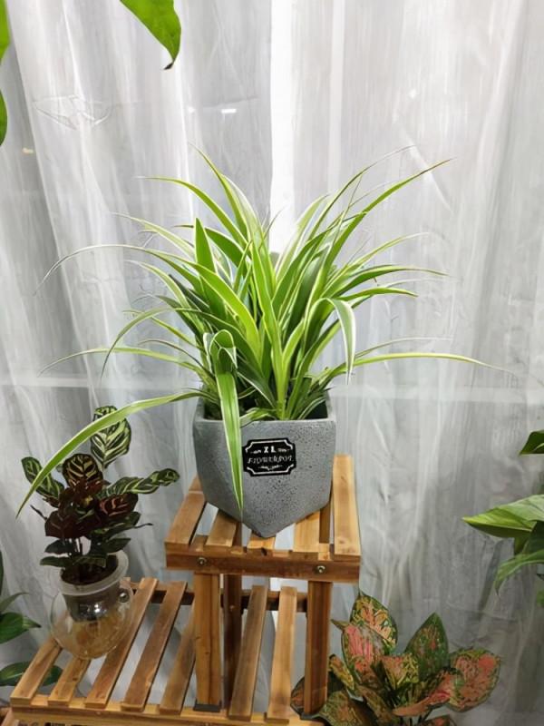 人養花,花亦養人!家居盆花20種,漂亮又實用,總有一款你喜歡 人養花,花亦養人!家居盆花20種,漂亮又實用,總有一款你喜歡