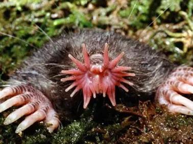 1&sol;4秒能吃掉大蚯蚓的怪鼻子