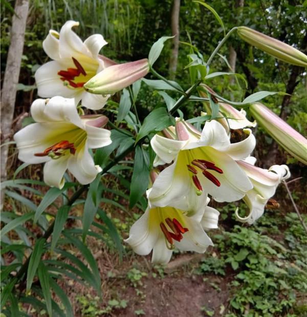 農村裡常見的中草藥 都有哪些功效 (二) 農村裡常見的中草藥 都有哪些功效 (二)