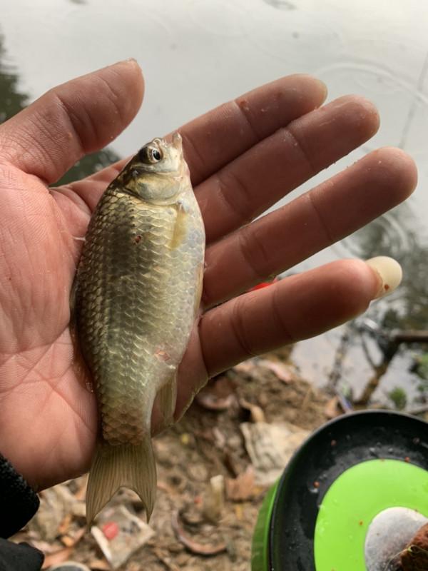 正確掌握野釣鯽魚的技巧，助你爆護