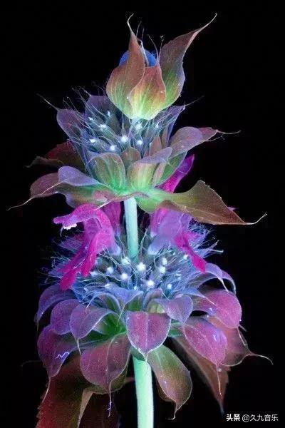 自然界中的奇花異草，看看你見過幾種？