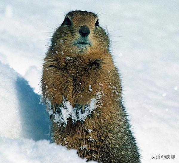最小食肉動物伶鼬重3兩，年滅鼠3500只，何不用來防治澳洲鼠災？
