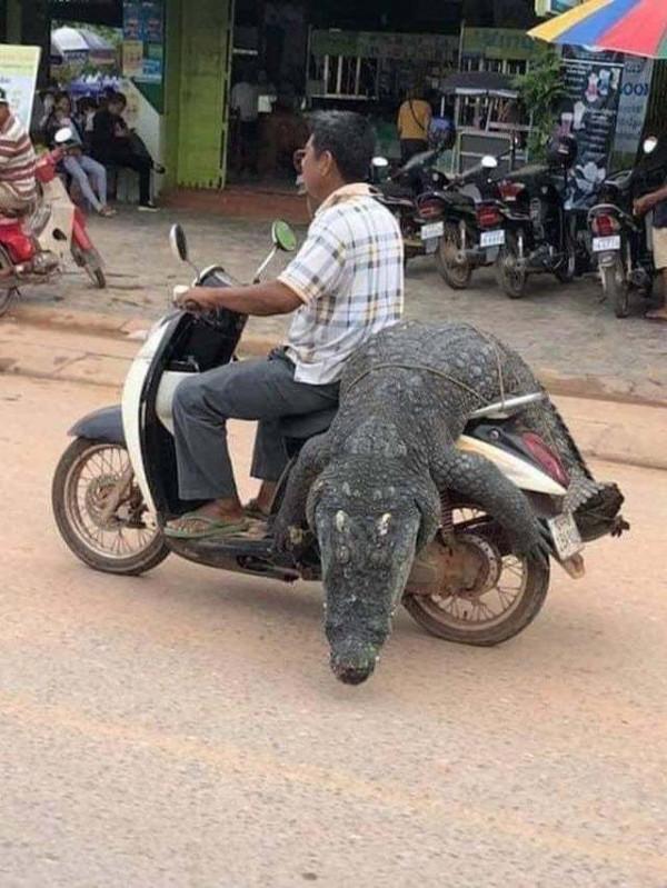 35個硬核動物鏡頭：狠人騎電動車馱鱷魚回家，狂躁症貓咪見人就打